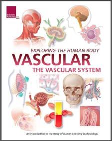Exploring the Human Body: The Vascular System